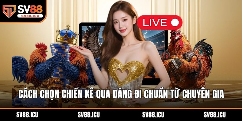 cách chọn chiến kê qua dáng đi