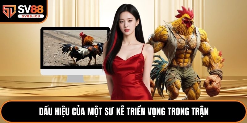 Dấu hiệu của một sư kê triển vọng trong trận
