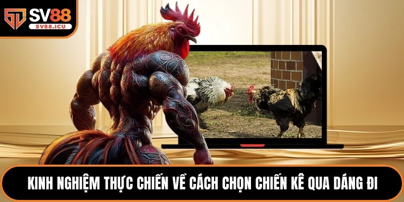 Kinh nghiệm thực chiến về cách chọn chiến kê qua dáng đi