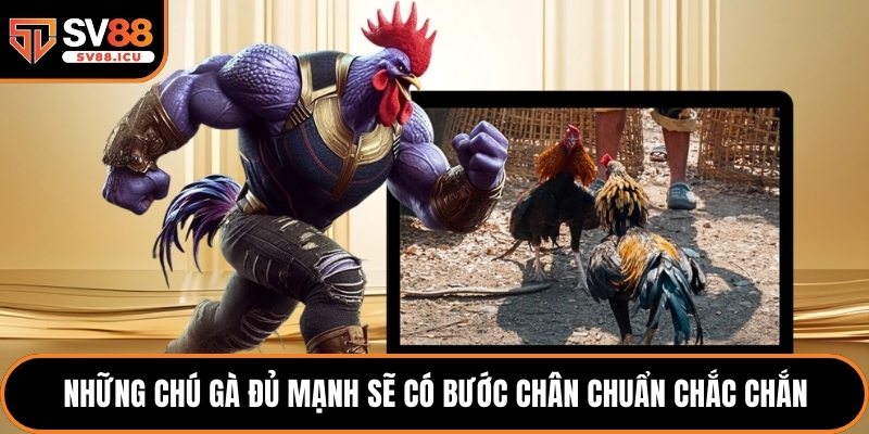 Những chú gà đủ mạnh sẽ có bước chân chuẩn chắc chắn