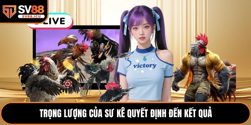 Trọng lượng của sư kê quyết định đến kết quả